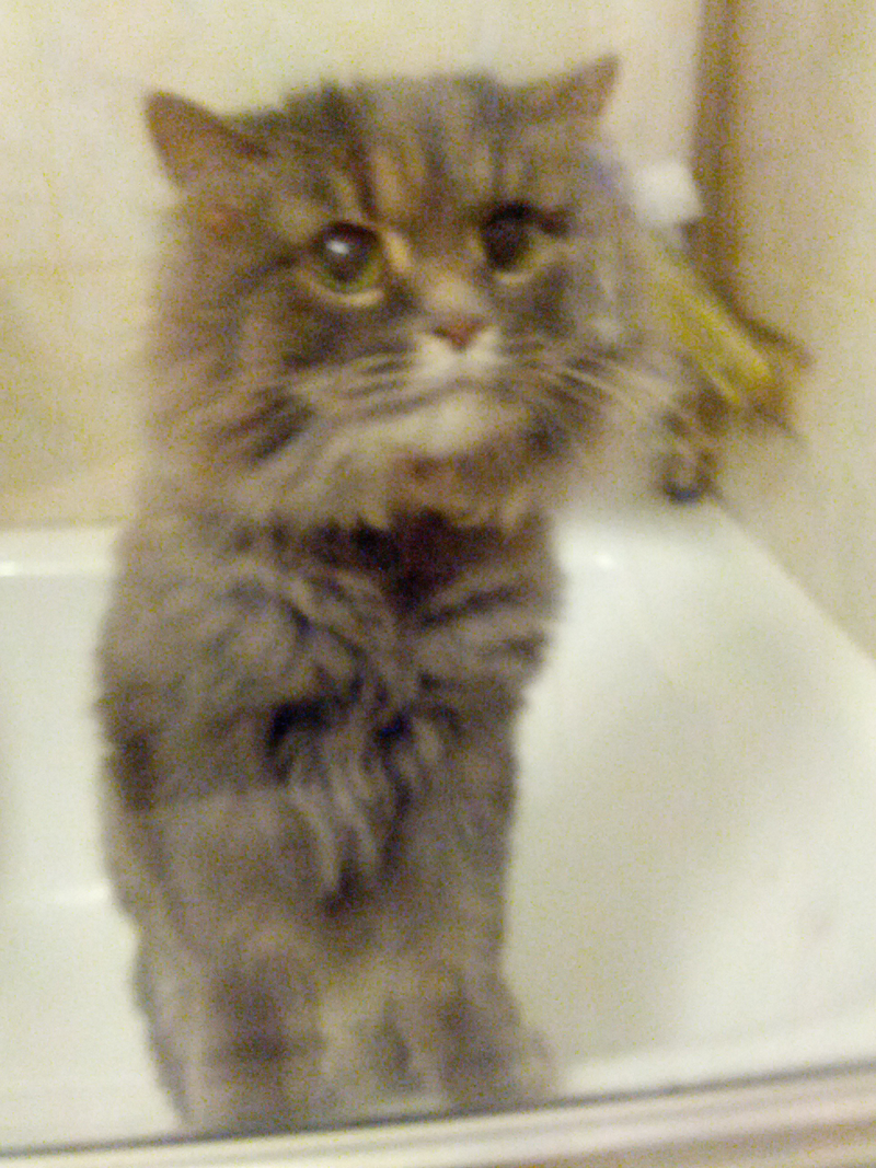 Illustration for article titled If you give a cat a bath...